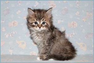 Male Siberian Kitten from Deedlebug Siberians